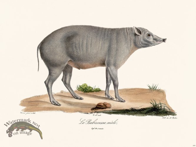 (image for) Cuvier 240 The Babiroussa Male