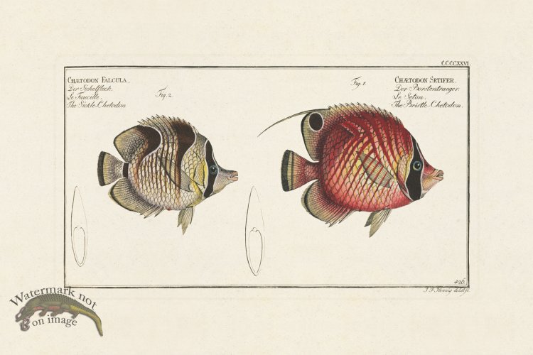 (image for) BLOCH FISH 426