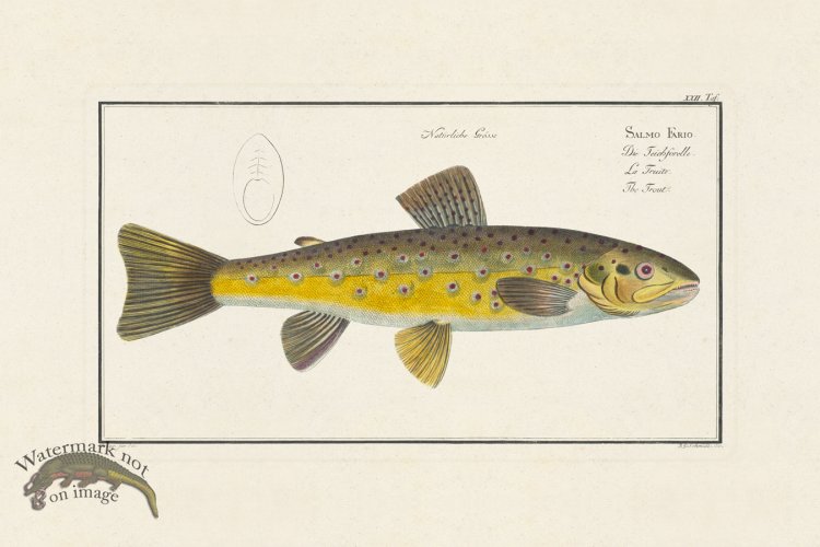 (image for) Bloch Fish 022