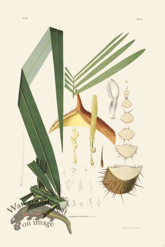 (image for) Rodrigues Palm Front 055