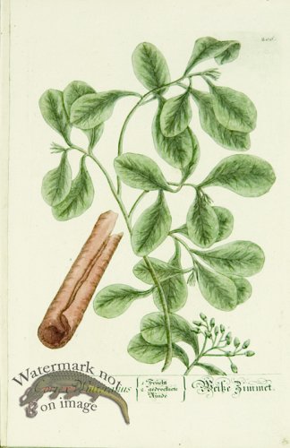 (image for) Blackwell German 211