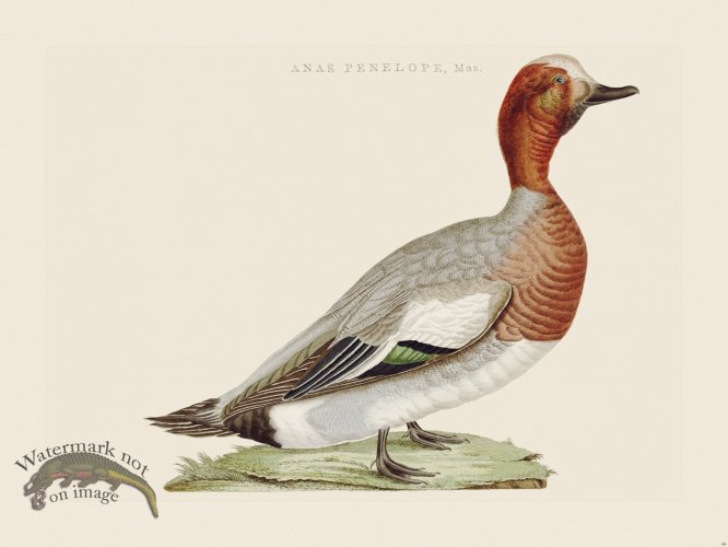 (image for) Nozeman Bird 089