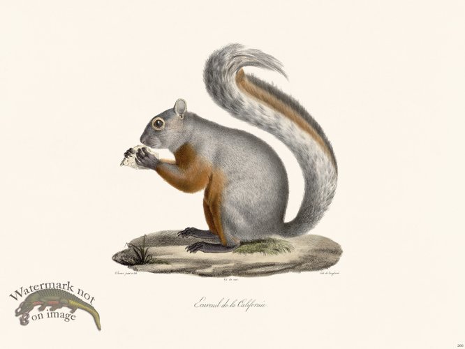 (image for) Cuvier 266 Squirrel of California