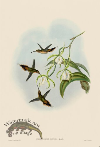 (image for) Gould Hummingbird 034