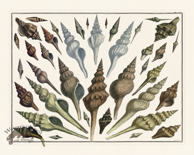 (image for) Seba B2 079 Shells