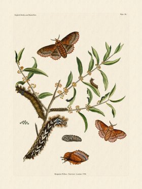 Wilkes Butterflies 098