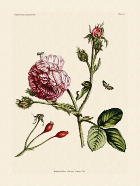 Wilkes Butterflies 061