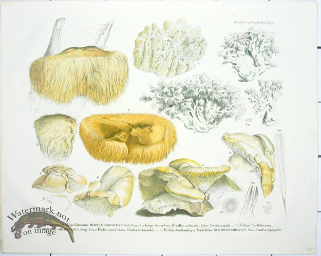 Mushroom Atlas 43