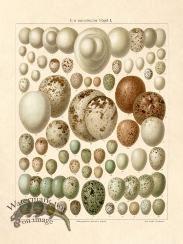 (image for) Eggs Of European Birds Plate 1