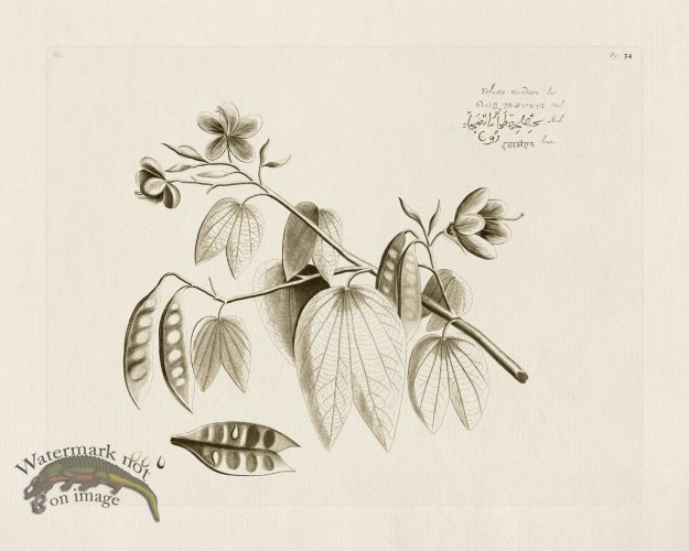 (image for) HORTUS VOL 01 34