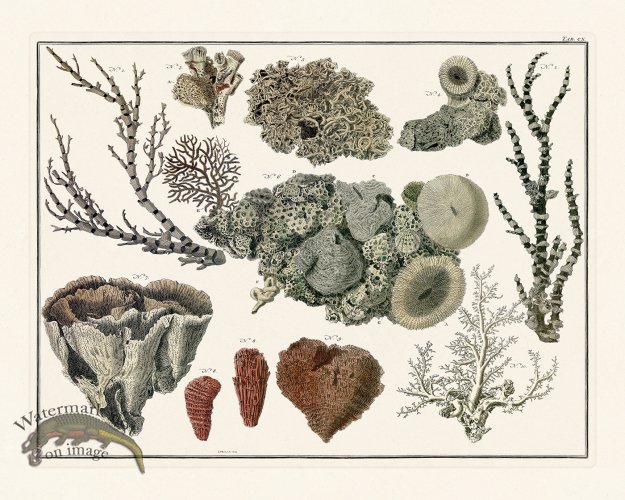 (image for) Seba B2 110 Coral