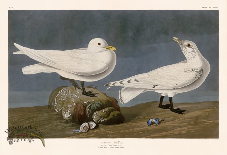 (image for) 287 Ivory Gull