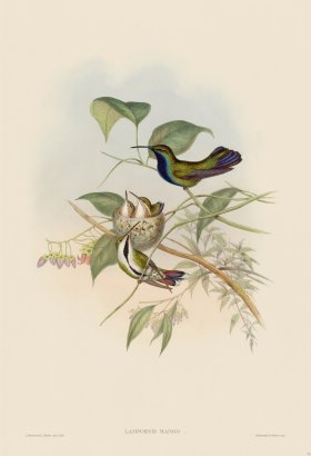 Gould Hummingbird 074