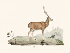 (image for) Cuvier 005 Qsics