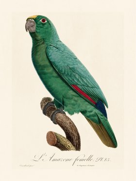 Barraband Parrot 085
