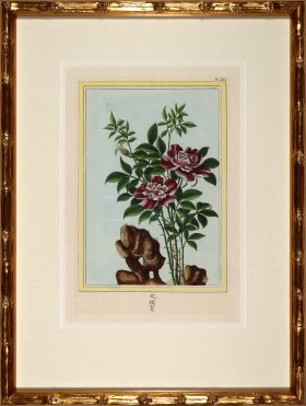 Buchoz Botanicals in Bamboo 01