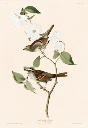 008 White throated Sparrow