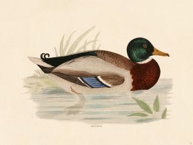 22 BGB Wild Duck