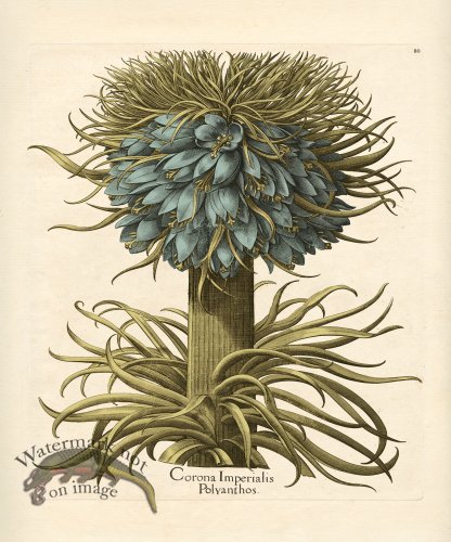 (image for) Besler Botanical 080 BG