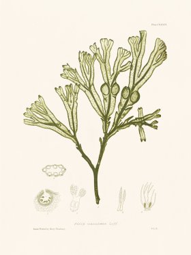 Bradbury Seaweed 136