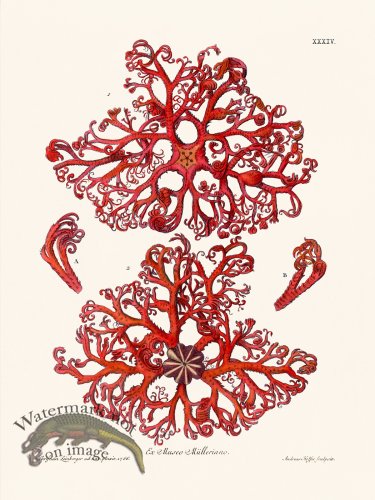 (image for) Knorr Sealife 34