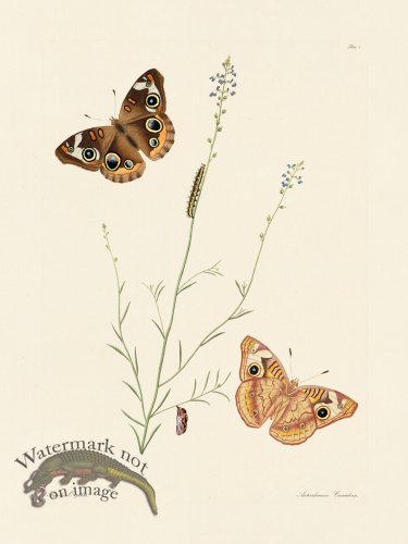 (image for) Abbot Butterfly 008