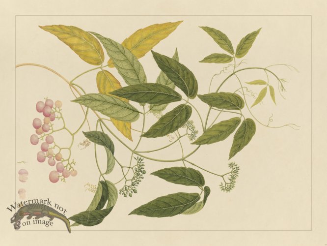(image for) Andalas Botanicals 13