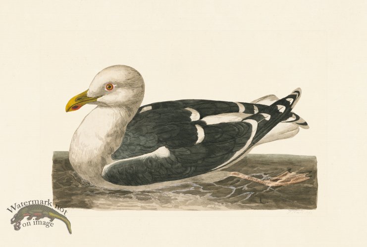 (image for) Pennant Zoology 052