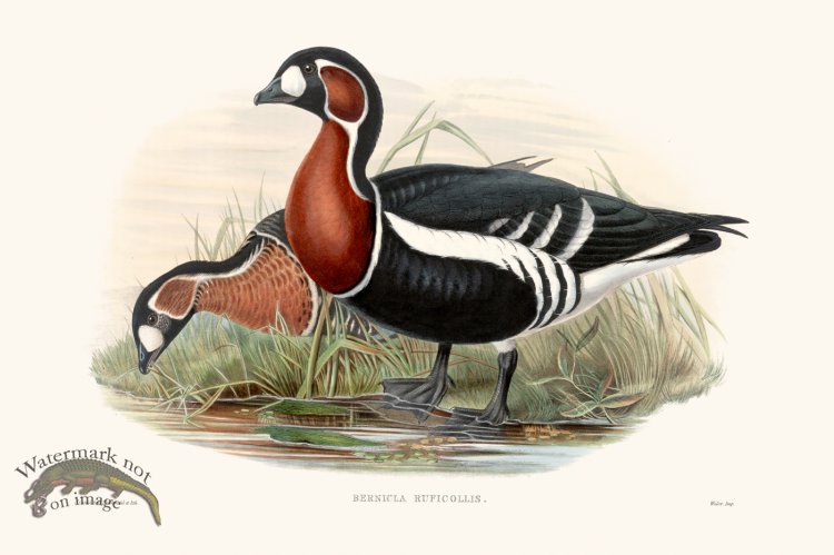 (image for) Gould Waterfowl 38
