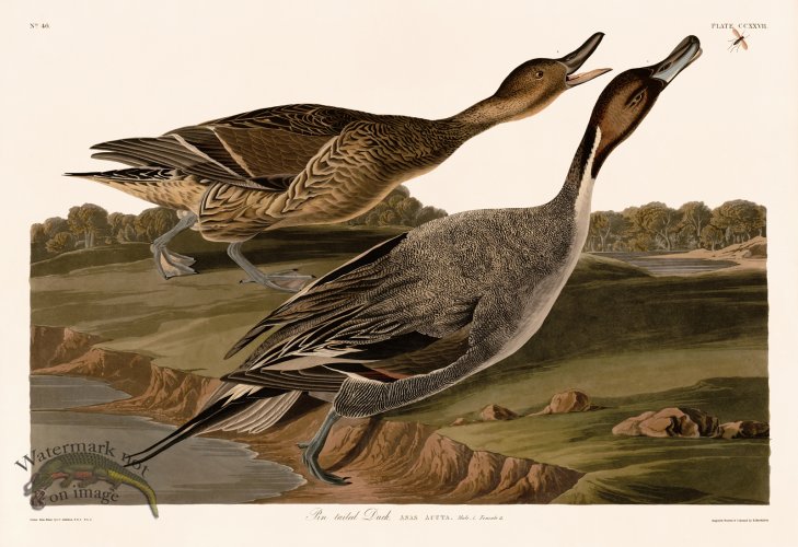 (image for) 227 Pin tailed Duck