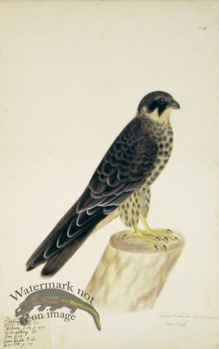 179 Swedish Birds . Falco Subbuteo, Eurasian Hobby