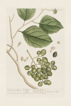 BEE 398 The Sebesten Plumb