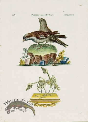 (image for) Meyer Birds 09