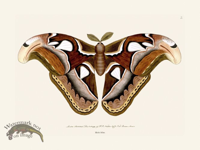 (image for) 002 Moth Atlas