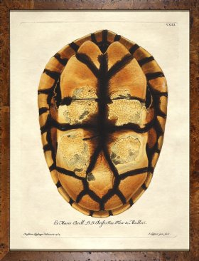 Turtle Shell Burl 11