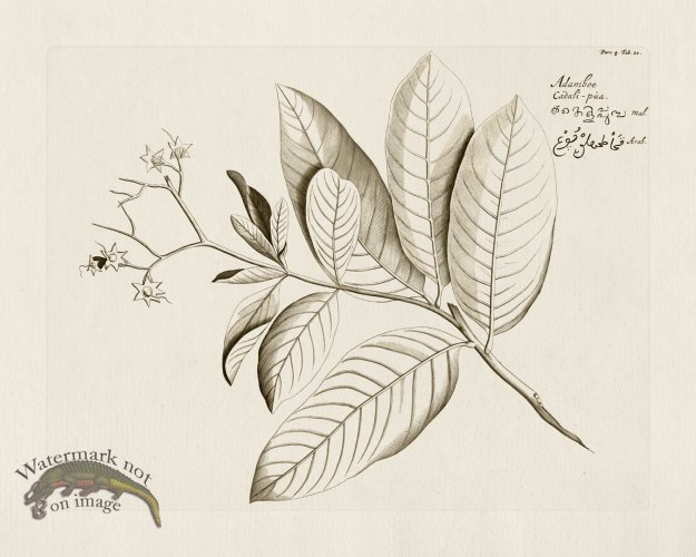 (image for) HORTUS VOL 04 20