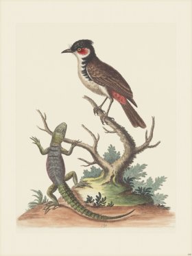 Edwards 190 Indian Lizard