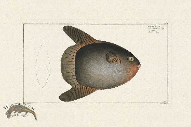 (image for) BLOCH FISH 128