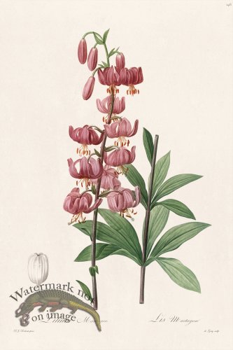 (image for) Les Liliacees Redoute 146