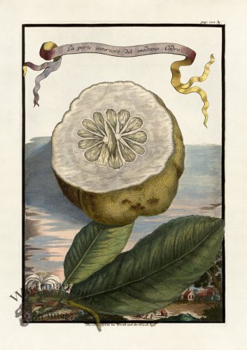 (image for) Volckamer 048