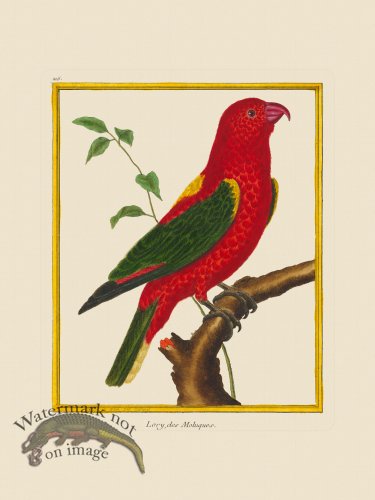 (image for) Martinet Bird 216