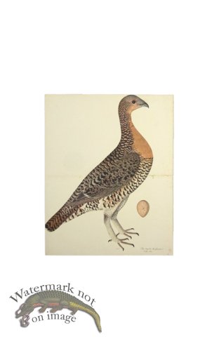 CAPERCAILLIE HEN . PL 28