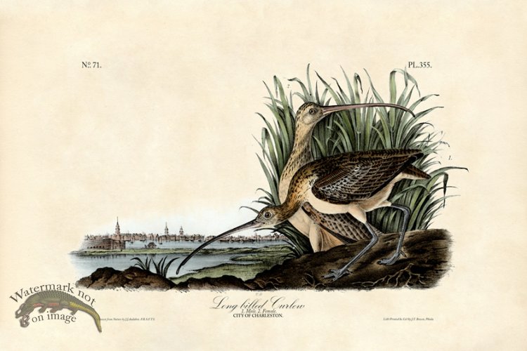 (image for) Long-billed Curlew