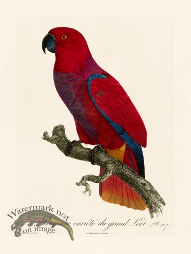 (image for) Barraband Parrot 127