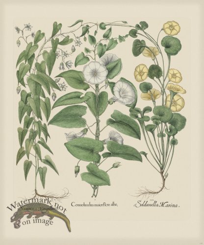 (image for) Besler 302 Colored B2