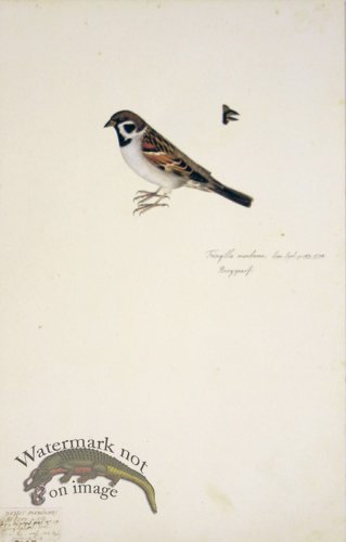 (image for) 80 Swedish Birds . Fringilla Montana, Eurasian Tree Sparrow