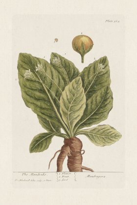 BEE 364 The Mandrake