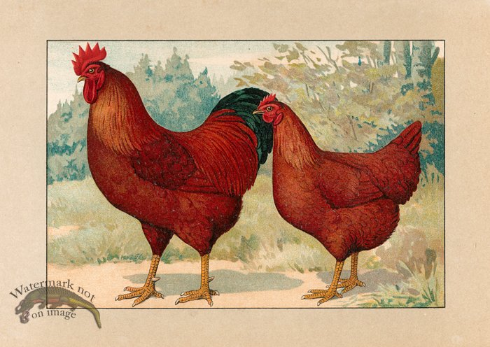 (image for) Chicken 48