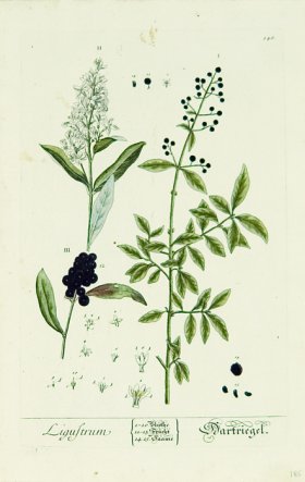 Blackwell German 053