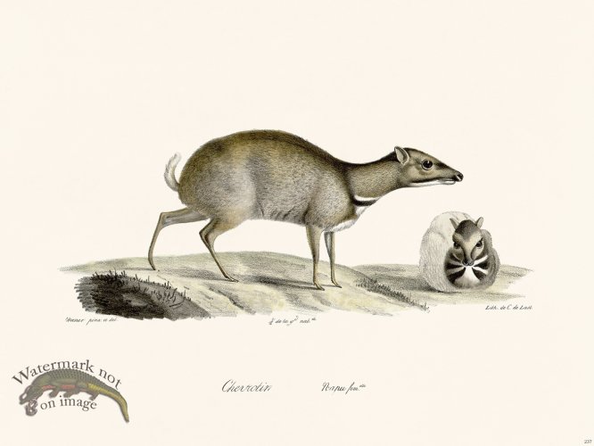 (image for) Cuvier 237 Female Napu Deer